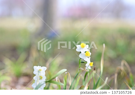 Daffodil flower winter spring park material Daffodil flower winter spring park material 137105726