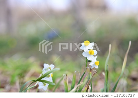 Daffodil flower winter spring park material 137105727