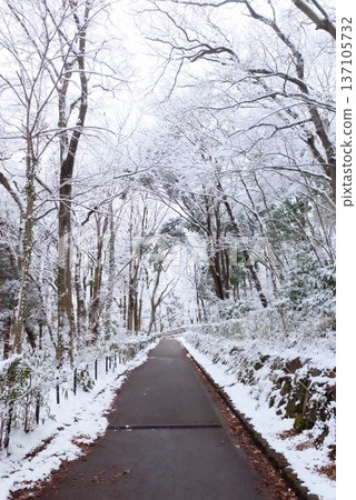 冬季雪林步道 冬季雪林步道 137105732