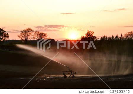 Watering the fields in early spring Watering the fields in early spring 137105745