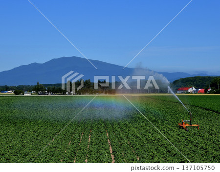Watering the beet field Watering the beet field 137105750
