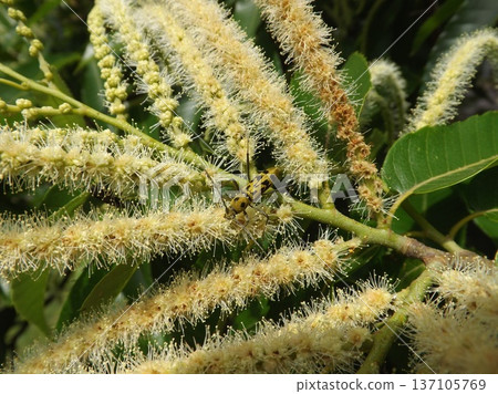 Yellow tiger longhorn beetle on chestnut flowers Yellow tiger longhorn beetle on chestnut flowers 137105769