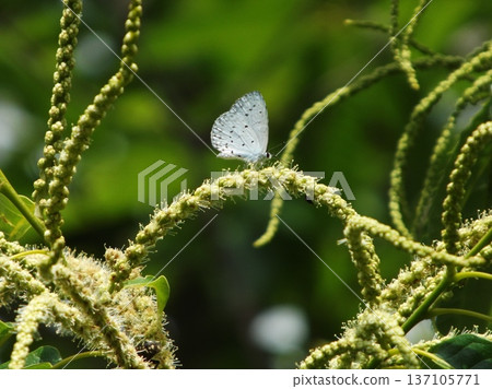 Blue butterfly on chestnut flower 137105771