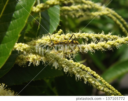 Yellow tiger longhorn beetle on chestnut flowers Yellow tiger longhorn beetle on chestnut flowers 137105772