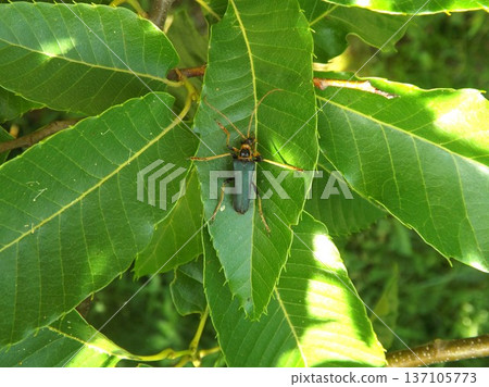 Two-spotted longhorn beetle on a chestnut leaf 137105773