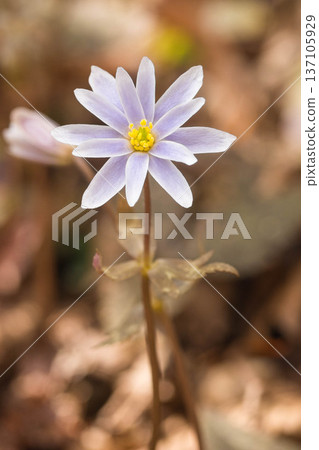 Spring image: Anemone septempunctata 137105929