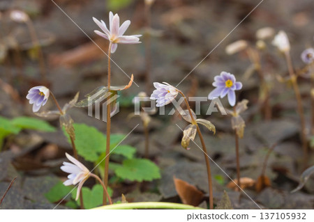 春季圖片:七星銀蓮花 春季圖片:七星銀蓮花 137105932