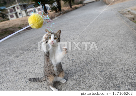 Cute cat punching 137106262