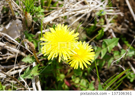 Dandelion Dandelion 137106361