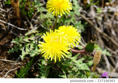 蒲公英 蒲公英 137106363
