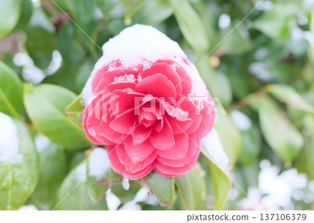 覆蓋著雪的紅色山茶花 覆蓋著雪的紅色山茶花 137106379