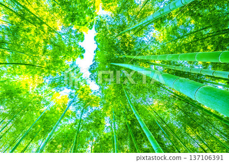 日本橫濱，春風拂過，竹林搖曳。陽光下，竹筍的黃色尖端泛著金光。 = 2月28日 137106391