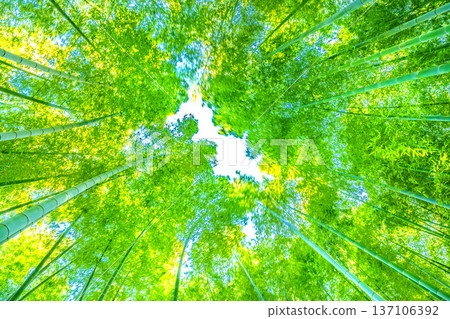 A bamboo forest swaying in the strong winds of the Yokohama cityscape in Japan. The spring weather... The yellow tips of the bamboo turn golden in the sunlight = February 28th 137106392