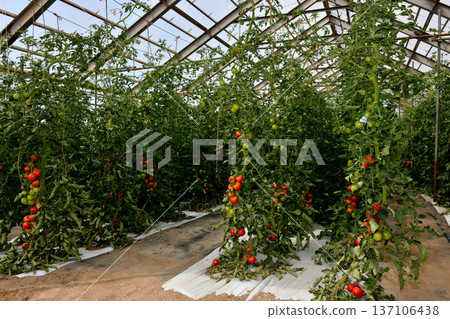 Kiyosato Town vegetable garden 137106438