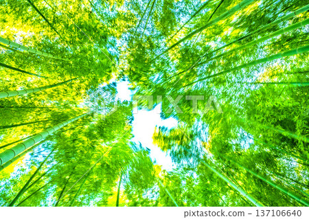 日本橫濱，春風拂過，竹林搖曳。陽光下，竹筍的黃色尖端泛著金光。 = 2月28日 137106640