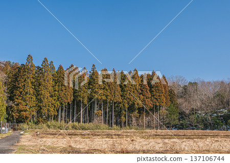滋賀郡長濱市長原市奧琵琶湖的梯田 137106744