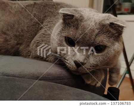 Gray scottish fold cat reclining on sofa armrest for pet portrait background and cozy indoor banner design Gray scottish fold cat reclining on sofa armrest for pet portrait background and cozy indoor banner design 137106783