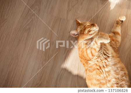 Ginger cat lying on wooden floor Ginger cat lying on wooden floor 137106826
