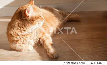 Ginger cat lying on wooden floor 137106828
