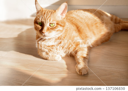 Ginger cat lying in sunlight indoor Ginger cat lying in sunlight indoor 137106830