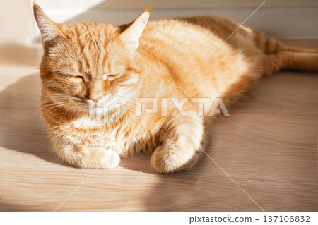 Ginger cat lying in sunlight indoor 137106832