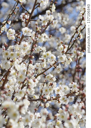 White plum blossoms in full bloom White plum blossoms in full bloom 137106840