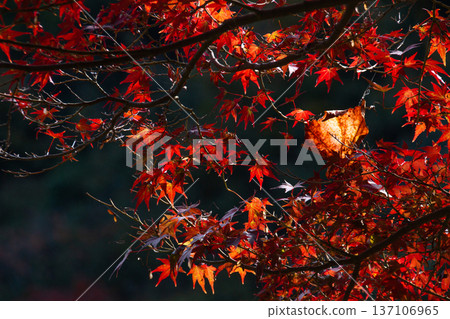 Red lantern 137106965