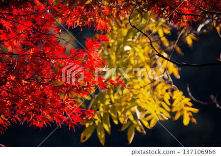 Red and yellow Red and yellow 137106966