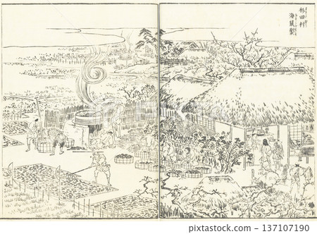 江戶名勝圖鑑：杉田村，海參製作 137107190