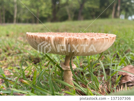 Parasol Mushroom natural blooming white flowers in grass field ,Thailand. Parasol Mushroom natural blooming white flowers in grass field ,Thailand. 137107306
