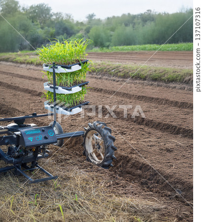 Vegetable transplanter robotic  while inserting seedlings on ground in farmland. 137107316