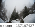 Foggy winter forest landscape with snow covered pines 137107427