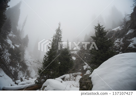 Foggy winter forest landscape with snow covered pines Foggy winter forest landscape with snow covered pines 137107427