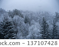 Snowy forest landscape with evergreen trees and falling snow 137107428