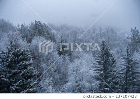 Snowy forest landscape with evergreen trees and falling snow Snowy forest landscape with evergreen trees and falling snow 137107428