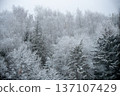 Snowy forest landscape with evergreen trees and falling snow 137107429