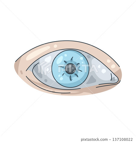 Illustration of human eye Illustration of human eye 137108022