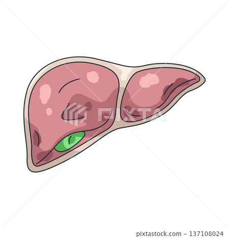 Illustration of human liver Illustration of human liver 137108024