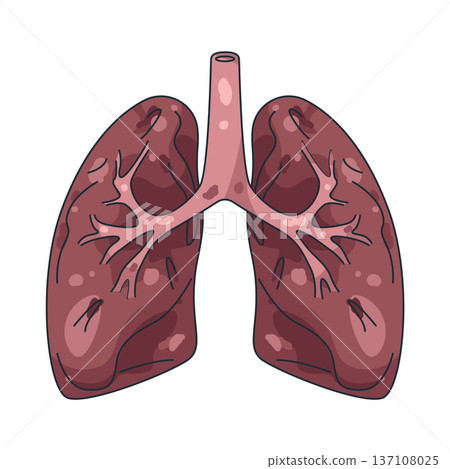 Illustration of human lungs Illustration of human lungs 137108025