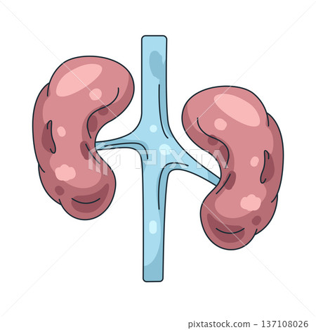 Illustration of human kidney Illustration of human kidney 137108026