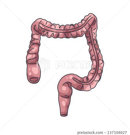 Illustration of Human intestines Illustration of Human intestines 137108027