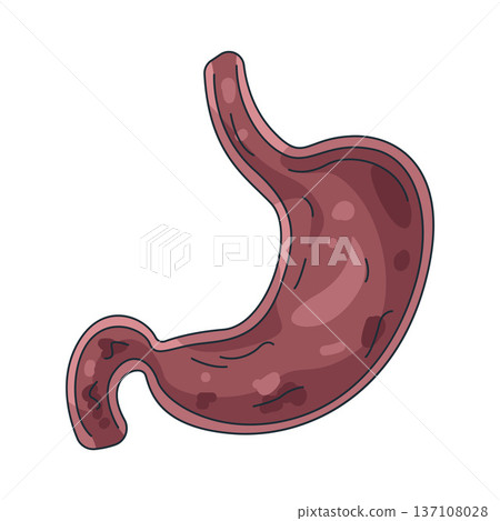 Illustration of human stomach Illustration of human stomach 137108028