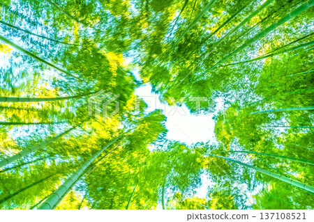 A bamboo forest swaying in the strong winds of the Yokohama cityscape in Japan. The spring weather... The yellow tips of the bamboo turn golden in the sunlight = February 28th A bamboo forest swaying in the strong winds of the Yokohama cityscape in Japan. The spring weather... The yellow tips of the bamboo turn golden in the sunlight = February 28th 137108521