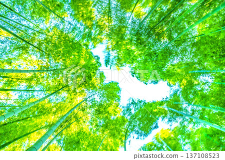 A bamboo forest swaying in the strong winds of the Yokohama cityscape in Japan. The spring weather... The yellow tips of the bamboo turn golden in the sunlight = February 28th A bamboo forest swaying in the strong winds of the Yokohama cityscape in Japan. The spring weather... The yellow tips of the bamboo turn golden in the sunlight = February 28th 137108523