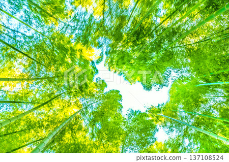 A bamboo forest swaying in the strong winds of the Yokohama cityscape in Japan. The spring weather... The yellow tips of the bamboo turn golden in the sunlight = February 28th A bamboo forest swaying in the strong winds of the Yokohama cityscape in Japan. The spring weather... The yellow tips of the bamboo turn golden in the sunlight = February 28th 137108524