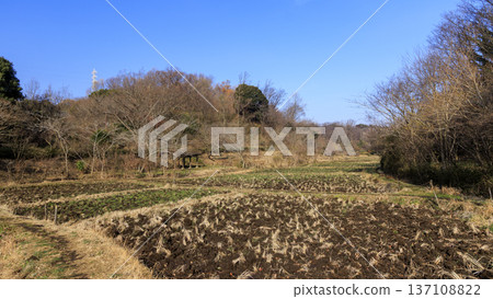 橫濱市戶塚區舞岡故鄉公園的冬季 137108822