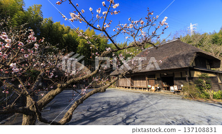 Winter at Maioka Furusato Park in Totsuka Ward, Yokohama City 137108831