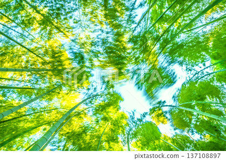 日本橫濱，春風拂過，竹林搖曳。陽光下，竹筍的黃色尖端泛著金光。 = 2月28日 137108897