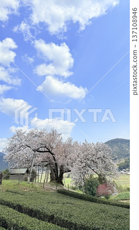 綻放在春天藍天上的櫻花 137108946