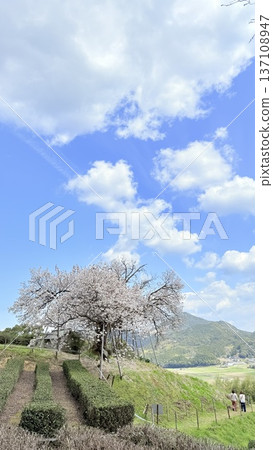 盛開的櫻花在藍天中閃耀 137108947